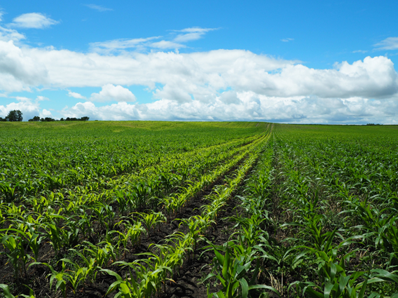 corn field